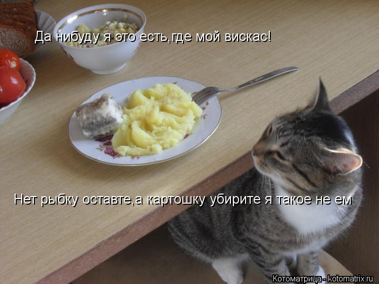 Да нибуду я это есть,где мой вискас! Нет рыбку оставте,а картошку убирите я такое не ем... Котоматрица: Да нибуду я это есть,где мой вискас! Нет рыбку оставте,а картошку убирите я такое не ем