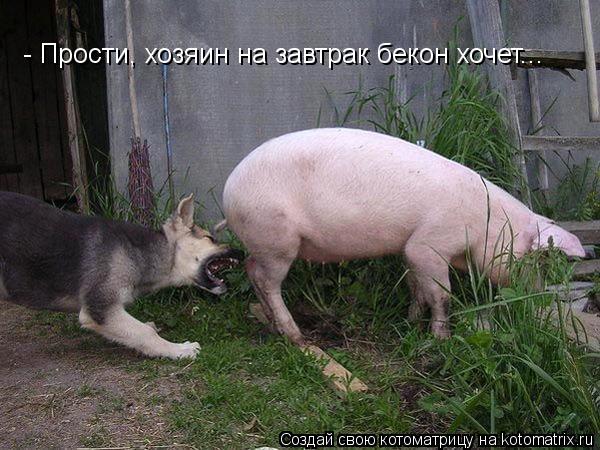 Котоматрица: - Прости, хозяин на завтрак бекон хочет...