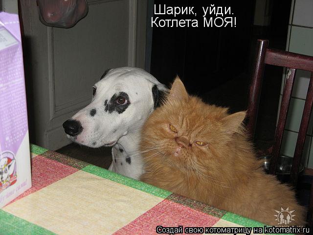 Котоматрица: Шарик, уйди. Котлета МОЯ!