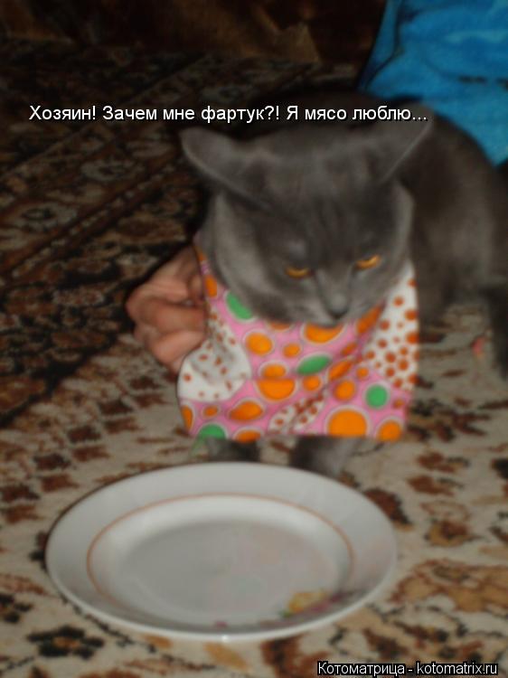 Котоматрица: Хозяин! Зачем мне фартук?! Я мясо люблю...