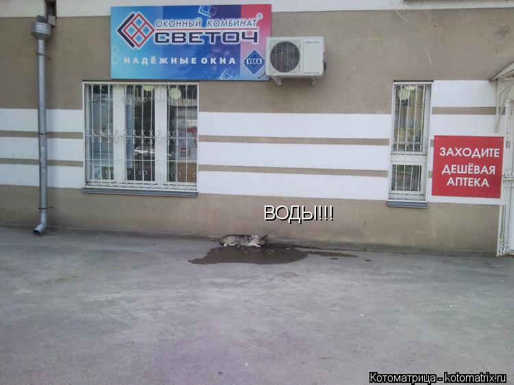 ВОДЫ!!!... Котоматрица: ВОДЫ!!!