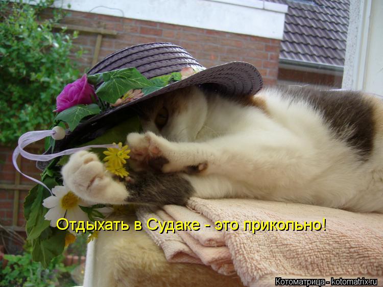 Котоматрица: Отдыхать в Судаке - это прикольно!