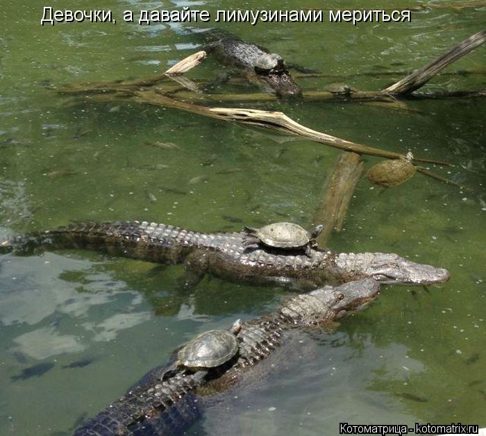 Девочки, а давайте лимузинами мериться... Котоматрица: Девочки, а давайте лимузинами мериться