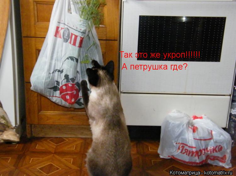 Так это же укроп!!!!!! А петрушка где?... Котоматрица: Так это же укроп!!!!!! А петрушка где?