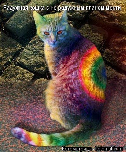 Радужная кошка с не радужным планом мести... Котоматрица: Радужная кошка с не радужным планом мести