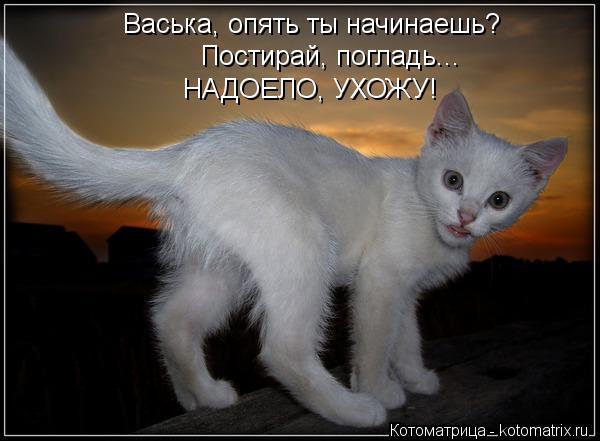 Васька, опять ты начинаешь? Постирай, погладь... НАДОЕЛО, УХОЖУ!... Котоматрица: Васька, опять ты начинаешь? Постирай, погладь... НАДОЕЛО, УХОЖУ!