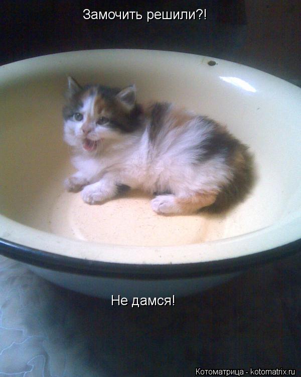 Котоматрица: Замочить решили?! Не дамся!