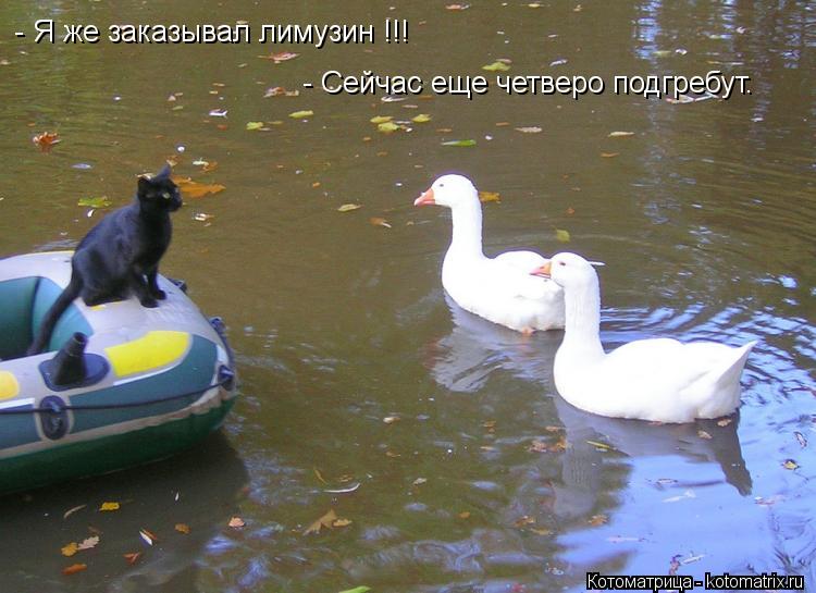 Котоматрица: - Я же заказывал лимузин !!! - Сейчас еще четверо подгребут.