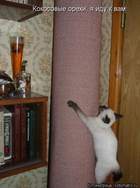 Кокосовые орехи, я иду к вам... Котоматрица: Кокосовые орехи, я иду к вам