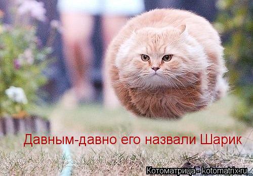 Котоматрица: Давным-давно его назвали Шарик