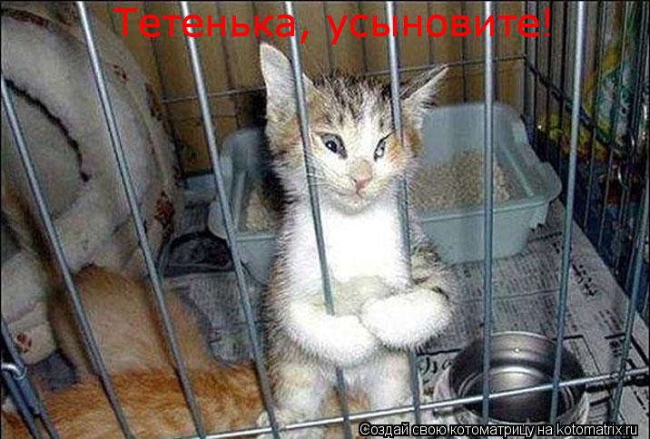 Тетенька, усыновите! Тетенька, усыновите!... Котоматрица: Тетенька, усыновите! Тетенька, усыновите!