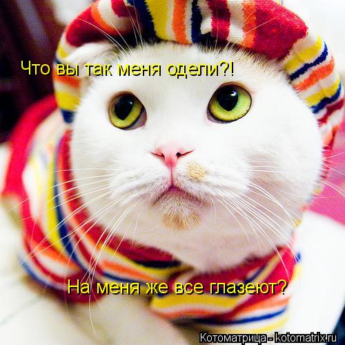 На меня же все глазеют? Что вы так меня одели?!... Котоматрица: На меня же все глазеют? Что вы так меня одели?!