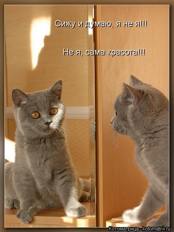 Котоматрица: Сижу и думаю, я не я!!! Не я, сама красота!!!