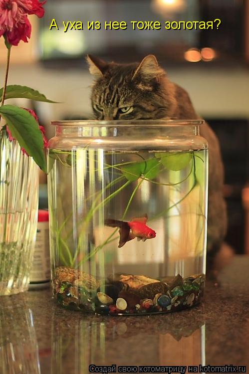 А уха из нее тоже золотая?... Котоматрица: А уха из нее тоже золотая?