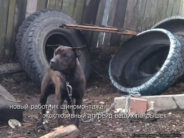 Котоматрица: новый работник шиномонтажа. эксклюзивный апгрейд ваших покрышек