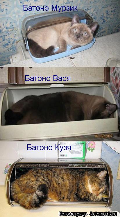 Батоно Мурзик Батоно Вася Батоно Кузя... Котоматрица: Батоно Мурзик Батоно Вася Батоно Кузя