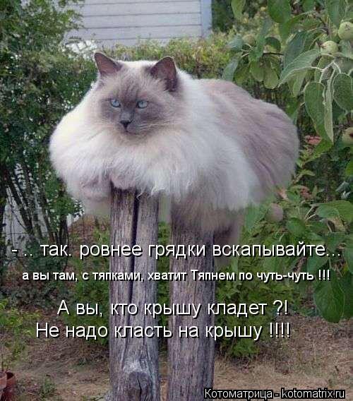 Котоматрица: - .. так. ровнее грядки вскапывайте... а вы там, с тяпками, хватит Тяпнем по чуть-чуть !!! А вы, кто крышу кладет ?! Не надо класть на крышу !!!!