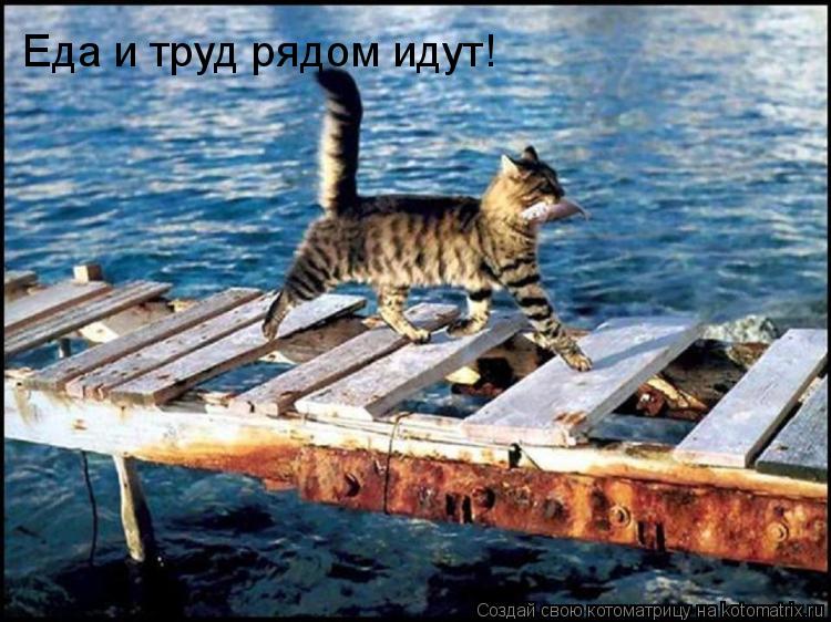 Еда и труд рядом идут!... Котоматрица: Еда и труд рядом идут!
