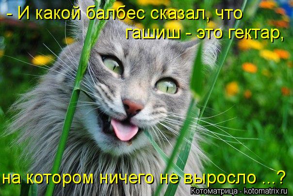 Котоматрица: - И какой балбес сказал, что гашиш - это гектар, на котором ничего не выросло ...?