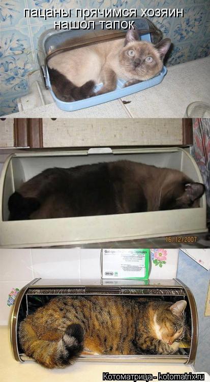 Котоматрица: пацаны прячимся хозяин  нашол тапок