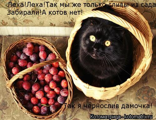 Котоматрица: Леха!Леха!Так мы же только сливы из сада  Забирали!А котов нет! Так я чернослив дамочка!