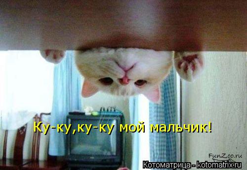 Ку-ку,ку-ку мой мальчик!... Котоматрица: Ку-ку,ку-ку мой мальчик!