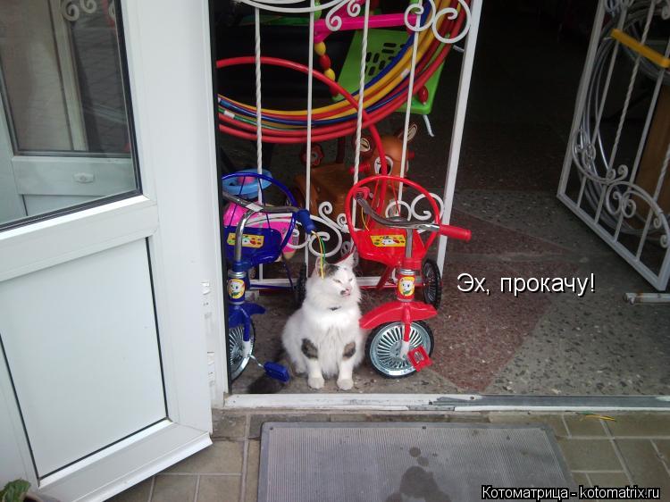 Эх, прокачу!... Котоматрица: Эх, прокачу!