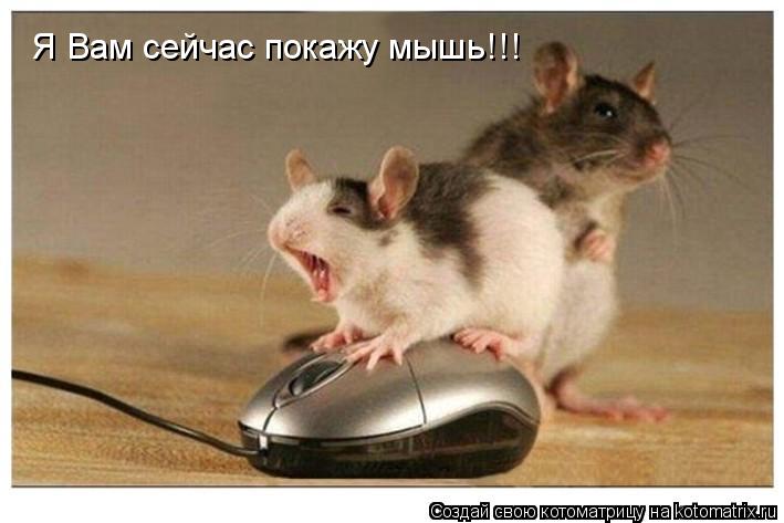 Котоматрица: Я Вам сейчас покажу мышь!!!