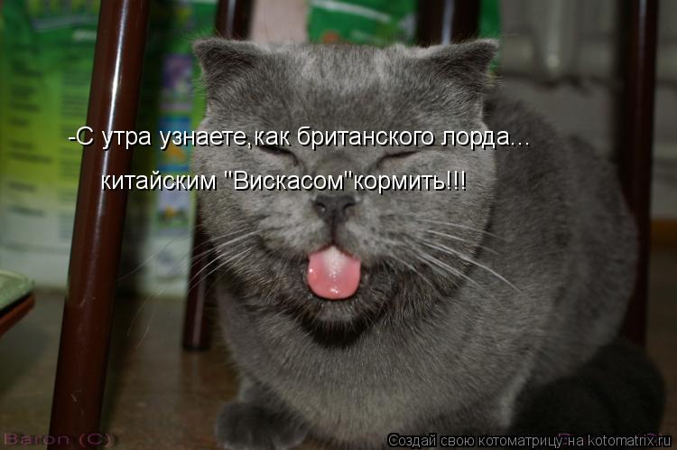 Котоматрица: -С утра узнаете,как британского лорда... китайским "Вискасом"кормить!!!