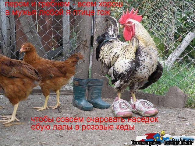 чтобы совсем очаровать наседок обую лапы в розовые кеды пером и гребнем - всем хорош в мужья любой я ... Котоматрица: чтобы совсем очаровать наседок обую лапы в розовые кеды пером и гребнем - всем хорош в мужья любой я птице гож