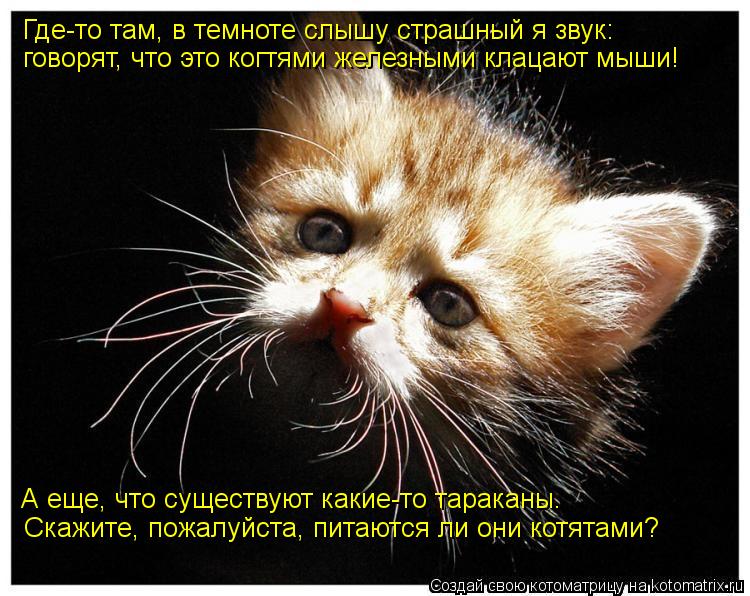 Где-то там, в темноте слышу страшный я звук: говорят, что это когтями железными клацают мыши! А еще, ... Котоматрица: Где-то там, в темноте слышу страшный я звук: говорят, что это когтями железными клацают мыши! А еще, что существуют какие-то тараканы. Скажите
