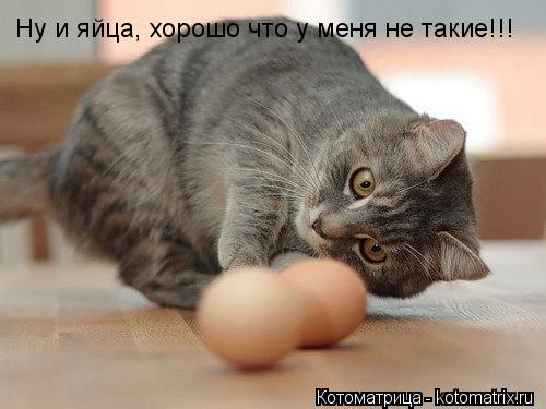 Котоматрица: Ну и яйца, хорошо что у меня не такие!!!