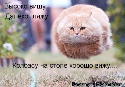 Высоко вишу Далеко гляжу Колбасу на столе хорошо вижу....... Котоматрица: Высоко вишу Далеко гляжу Колбасу на столе хорошо вижу....