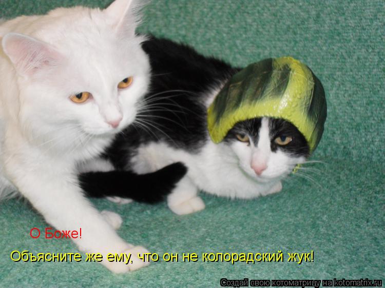Котоматрица: О Боже! Объясните же ему, что он не колорадский жук!