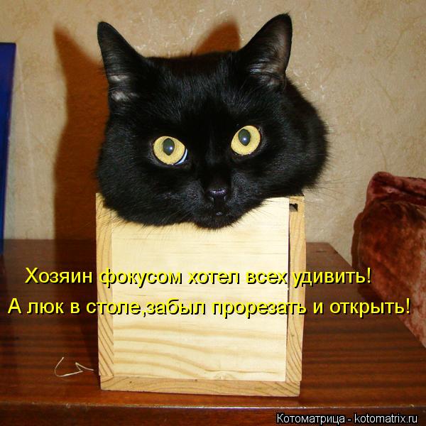 Котоматрица: А люк в столе,забыл прорезать и открыть! Хозяин фокусом хотел всех удивить!
