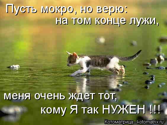 Котоматрица: Пусть мокро, но верю:  на том конце лужи, меня очень ждет тот,  кому Я так НУЖЕН !!!