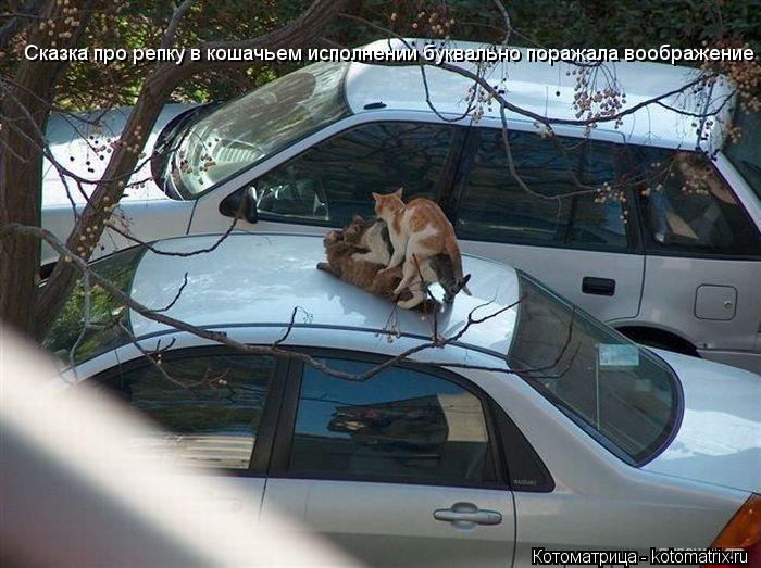 Сказка про репку в кошачьем исполнении буквально поражала воображение... Котоматрица: Сказка про репку в кошачьем исполнении буквально поражала воображение