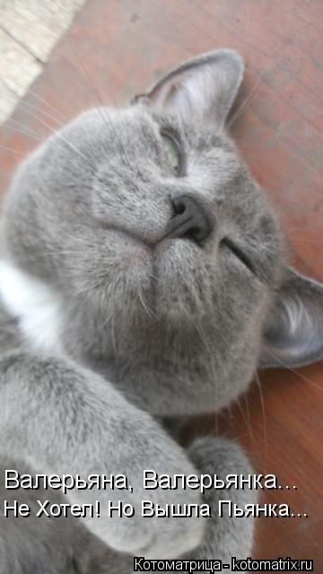 Валерьяна, Валерьянка... Не Хотел! Но Вышла Пьянка...... Котоматрица: Валерьяна, Валерьянка... Не Хотел! Но Вышла Пьянка...
