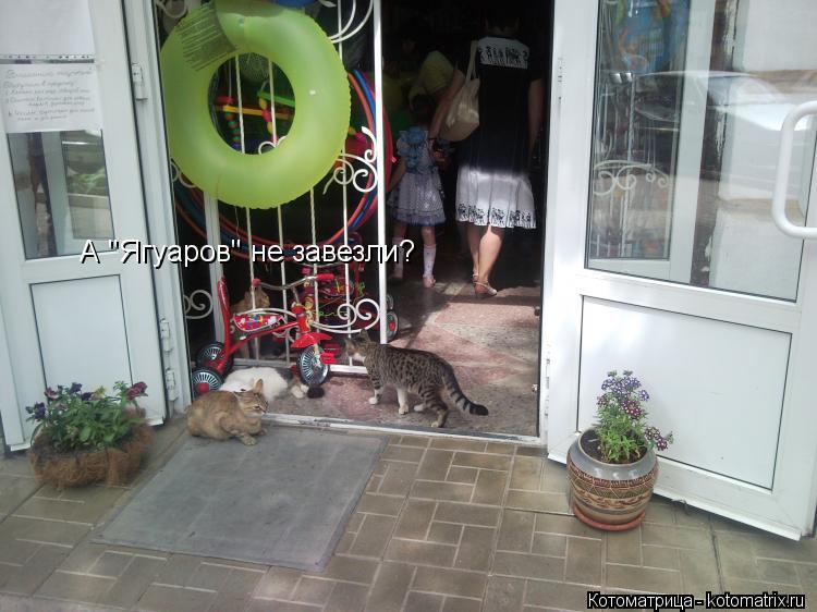 А "Ягуаров" не завезли?... Котоматрица: А "Ягуаров" не завезли?