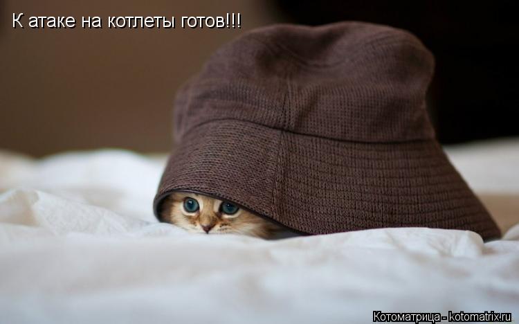 К атаке на котлеты готов!!!... Котоматрица: К атаке на котлеты готов!!!