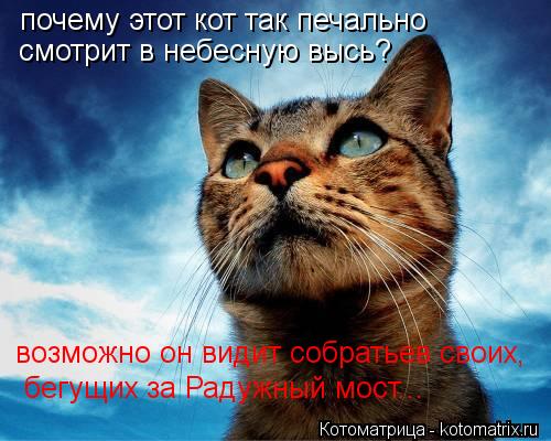 почему этот кот так печально смотрит в небесную высь? возможно он видит собратьев своих, бегущих за Р... Котоматрица: почему этот кот так печально смотрит в небесную высь? возможно он видит собратьев своих, бегущих за Радужный мост...