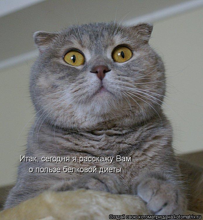 Котоматрица: Итак, сегодня я расскажу Вам о пользе белковой диеты