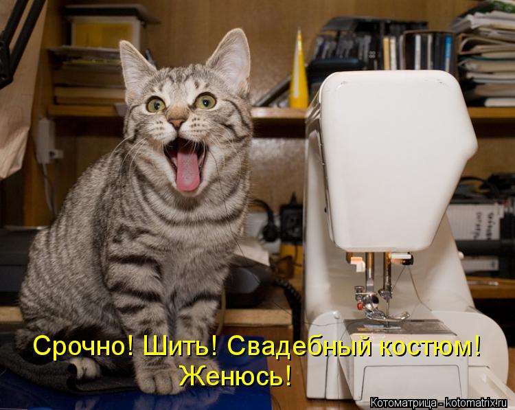 Срочно! Шить! Свадебный костюм! Женюсь!... Котоматрица: Срочно! Шить! Свадебный костюм! Женюсь!