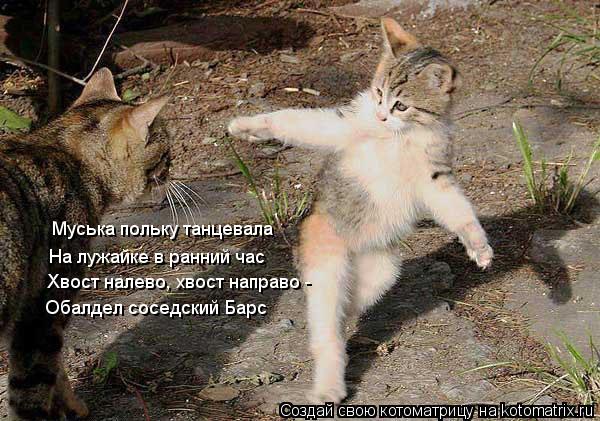 Муська польку танцевала На лужайке в ранний час Хвост налево, хвост направо - Обалдел соседский Барс... Котоматрица: Муська польку танцевала На лужайке в ранний час Хвост налево, хвост направо - Обалдел соседский Барс
