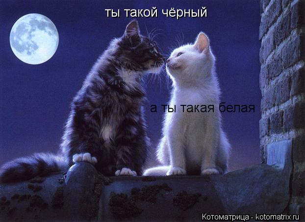 Котоматрица: ты такой чёрный  а ты такая белая