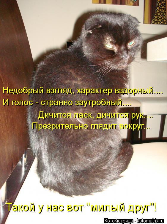 Котоматрица: Недобрый взгляд, характер вздорный.... И голос - странно заутробный.... Дичится ласк, дичится рук.... Презрительно глядит вокруг... Такой у нас во