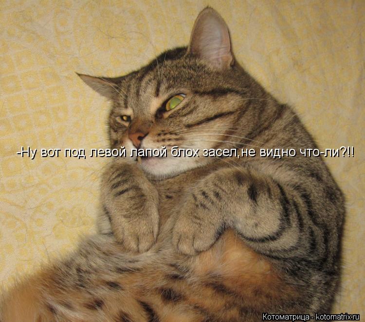 -Ну вот под левой лапой блох засел,не видно что-ли?!!... Котоматрица: -Ну вот под левой лапой блох засел,не видно что-ли?!!