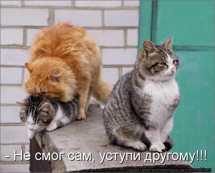 - Не смог сам, уступи другому!!!... Котоматрица: - Не смог сам, уступи другому!!!