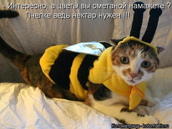 Котоматрица: - Интересно, а цветы вы сметаной намажете ? Пчелке ведь нектар нужен !!!