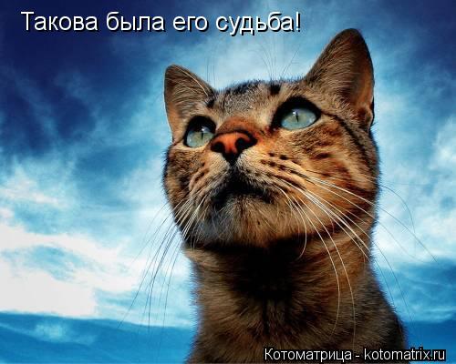 Котоматрица: Такова была его судьба!